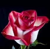 Роза Blush (70-80 см)