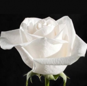 Роза Vendella (70-80 см)